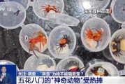 伊犁哈萨克@铲屎官们 养“异宠”或危害国家安全 这些行为违法了