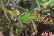 伊犁哈萨克云南南滚河保护区首次发现红唇棘蜥