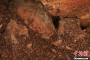 伊犁哈萨克江西发现蜘蛛新物种 为研究呵叻蛛属适应区域提供依据