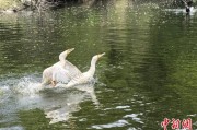 伊犁哈萨克吉林：罕见白鸬鹚连续两年“故地重游”